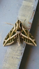 Eumorpha vitis vitis