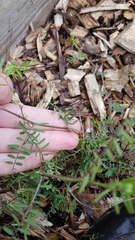 Vicia hirsuta
