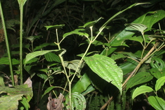 Miconia trichocalyx