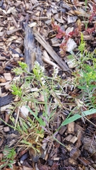 Vicia hirsuta