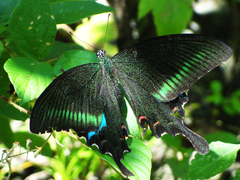 Papilio bianor