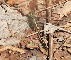 Arigomphus