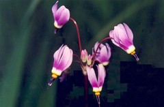 Primula pauciflora pauciflora