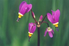 Primula pauciflora pauciflora