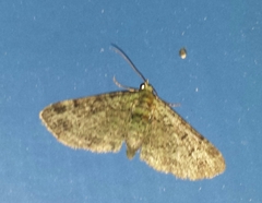 Pasiphila rectangulata