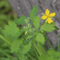 Chelidonium majus