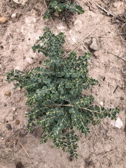 Euphorbia astyla
