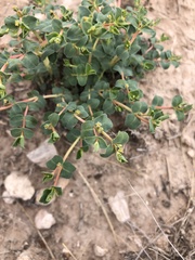 Euphorbia astyla