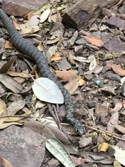 Natrix helvetica cetti