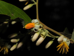 Styrax pallidus