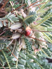 Astragalus tragacantha
