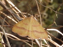 Rhodostrophia calabra