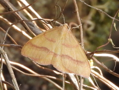 Rhodostrophia calabra