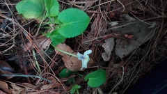 Viola grahamii