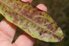 Ramularia inaequalis