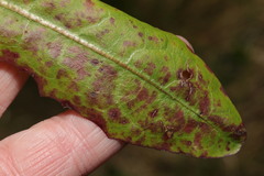 Ramularia inaequalis
