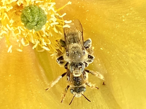 iNaturalist observation photo of Cactus chimney bees
