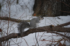 Sciurus niger cinereus
