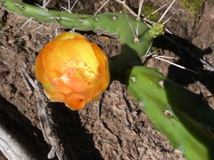 Opuntia anacantha