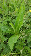Dipsacus fullonum