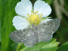 Eupithecia pygmaeata