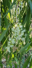 Melaleuca leucadendra