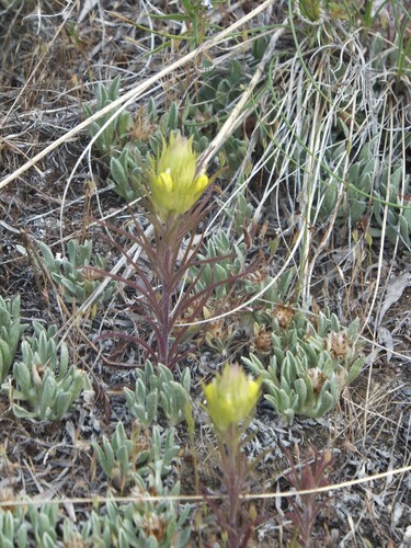 Image of Orthocarpus barbatus by no rights reserved