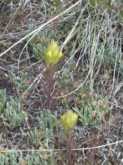 Orthocarpus barbatus