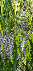 Melaleuca leucadendra