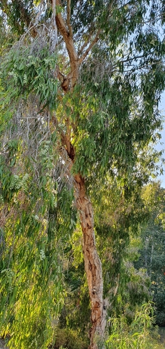 Image of Melaleuca leucadendra by no rights reserved