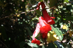 Lapageria rosea