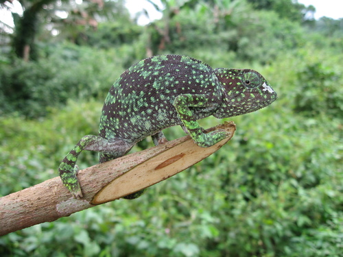 Graceful Chameleon