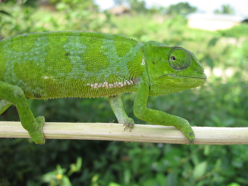 Graceful Chameleon, Chamaeleo gracilis