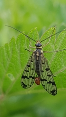 Panorpa vulgaris