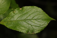 Eriophyes similis