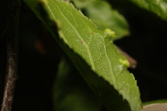 Eriophyes similis