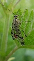 Panorpa vulgaris