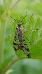 Panorpa vulgaris