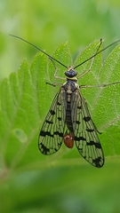 Panorpa vulgaris