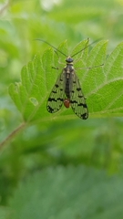 Panorpa vulgaris