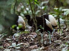 White-Winged Trumpeter photo 5