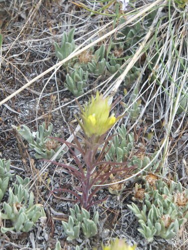 Image of Orthocarpus barbatus by no rights reserved
