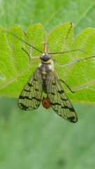Panorpa vulgaris