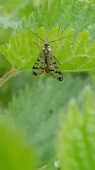 Panorpa vulgaris