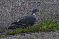 Columba palumbus