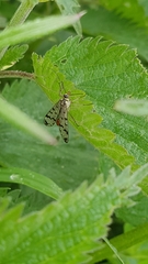 Panorpa vulgaris