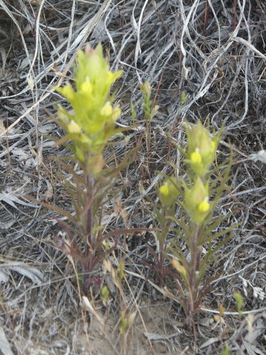 Image of Orthocarpus barbatus by no rights reserved