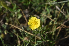 Potentilla hirta