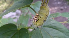 Eacles imperialis decoris