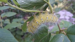 Eacles imperialis decoris